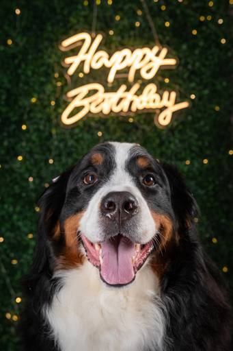 Ensaios Fotográficos para Animais de Estimação