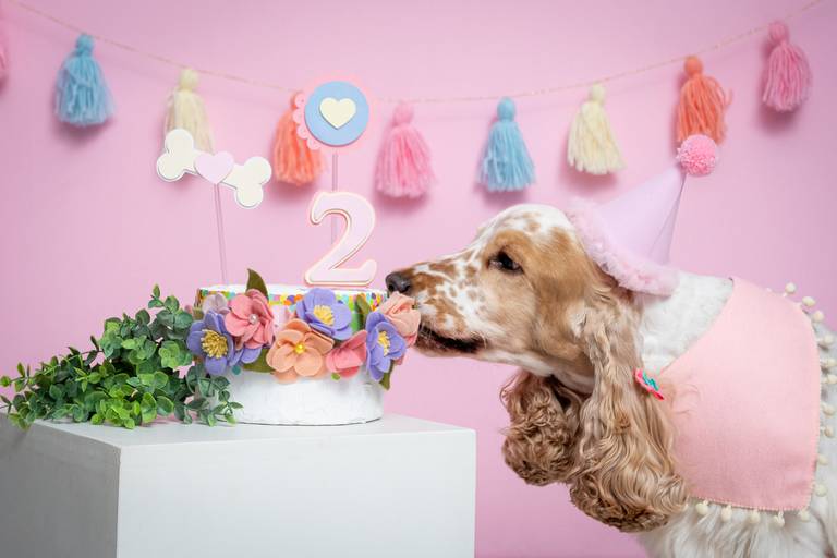 Fotografia de Pets Profissional