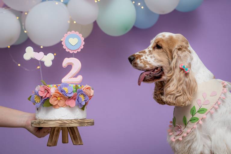 Fotos Profissionais de Pets