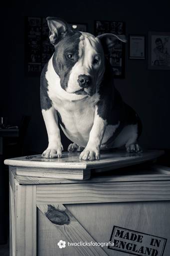 Fotos de pets em casa