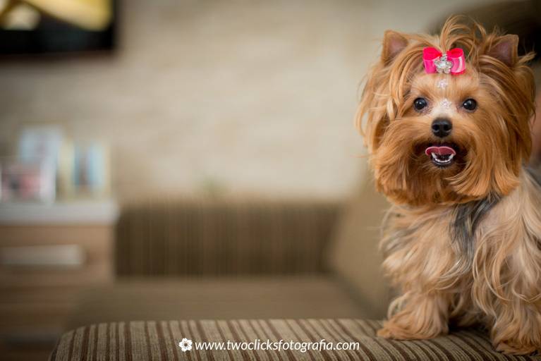 Ensaio lifestyle com pets