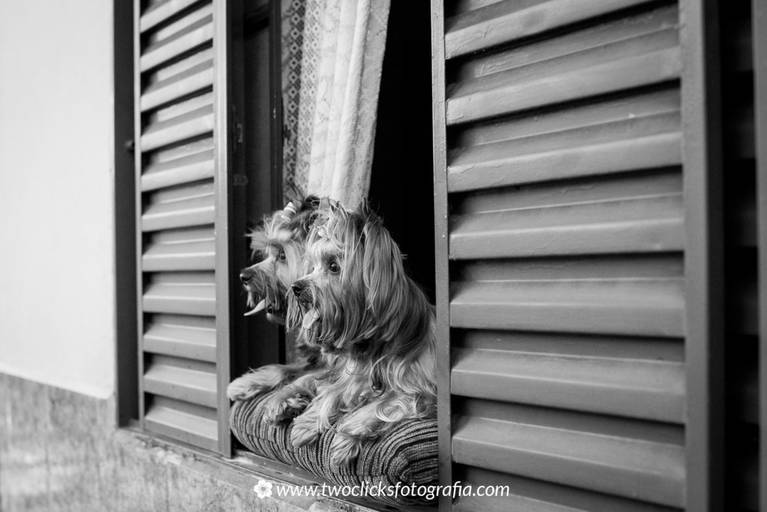 Ensaio fotográfico de animais