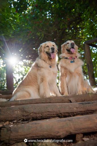 Ensaio lifestyle com pets