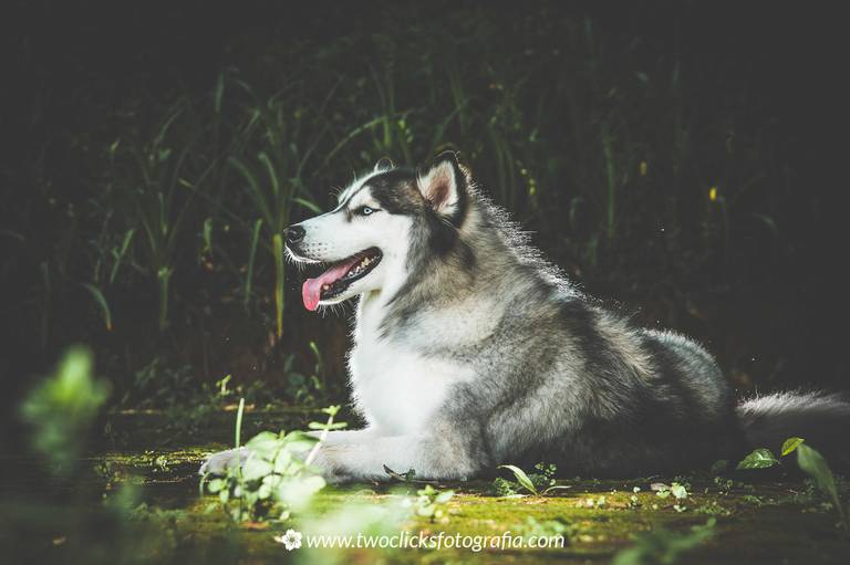Ensaio fotográfico PET