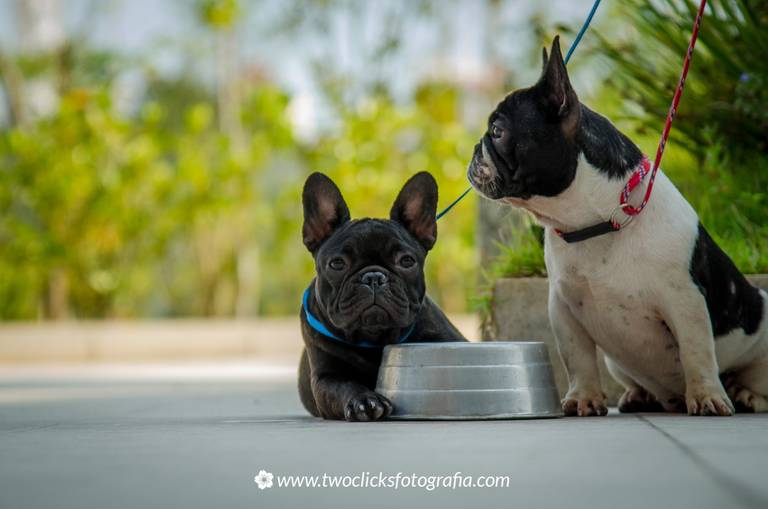 Fotógrafo de animais de estimação