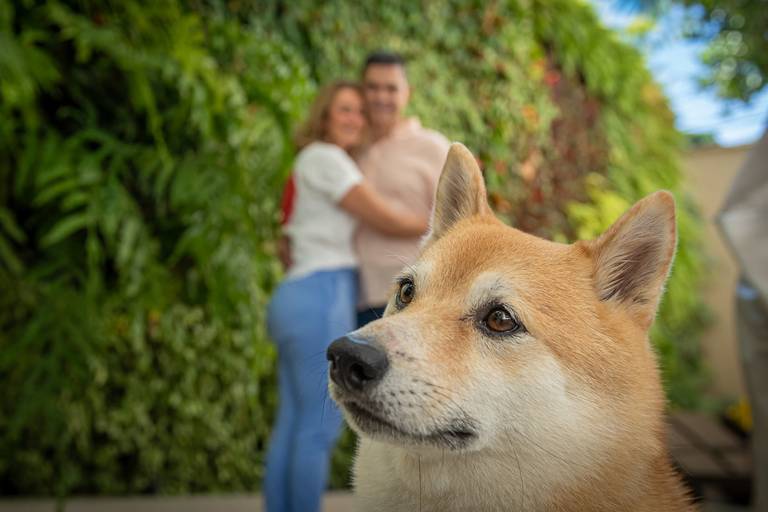 Retratos de pets