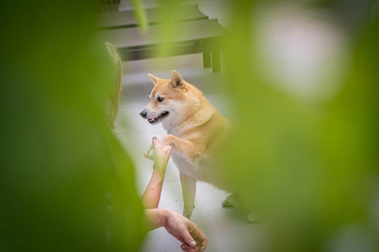 Fotografia de animais de estimação