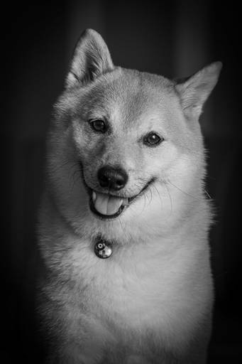 Retratos de pets
