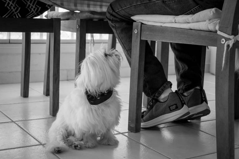 Fotógrafo de animais de estimação