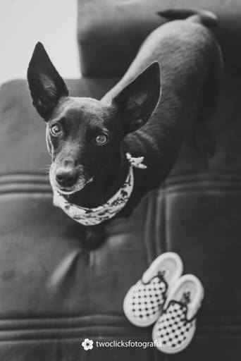 Fotógrafo de animais de estimação