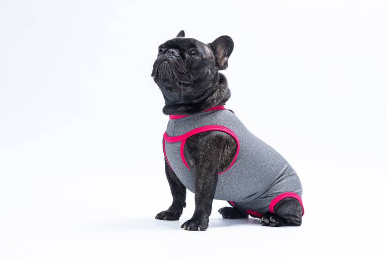 Fotografia de produtos Pet