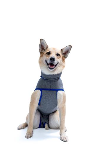 Fotografia de produtos Pet