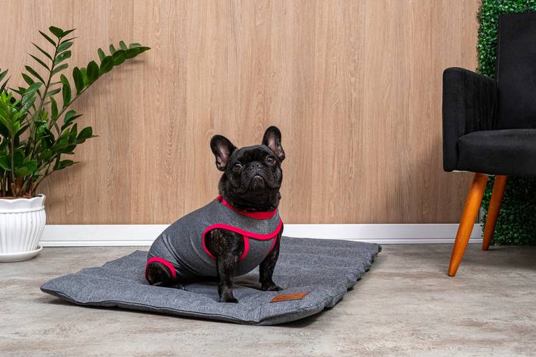 Fotografia de produtos Pet
