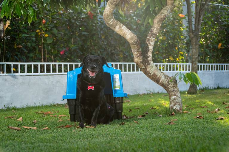 Fotografia de produtos Pet
