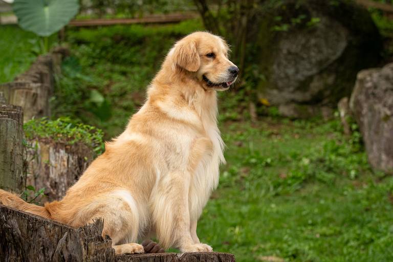 Fotografia de produtos Pet