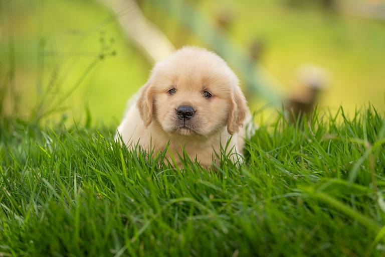 Fotografia de produtos Pet