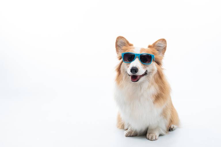 Fotografia de produtos Pet