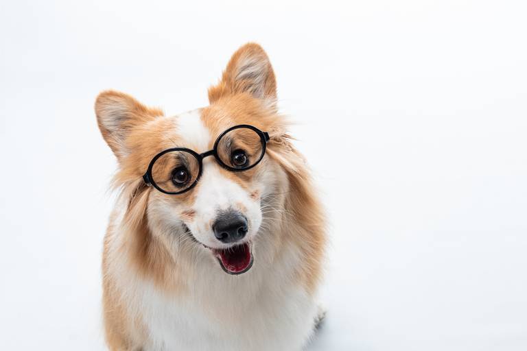 Fotografia de produtos Pet