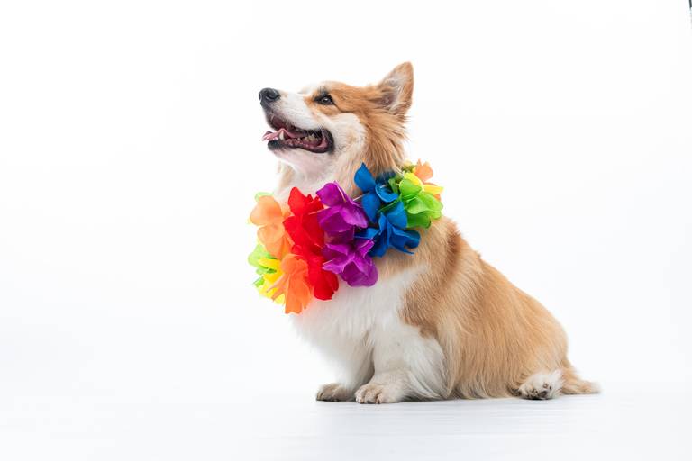 Fotografia de produtos Pet