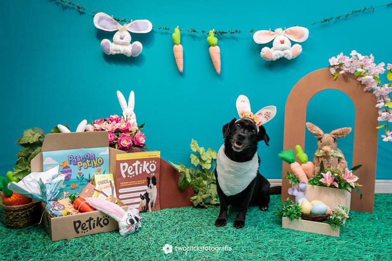Fotografia de produtos Pet