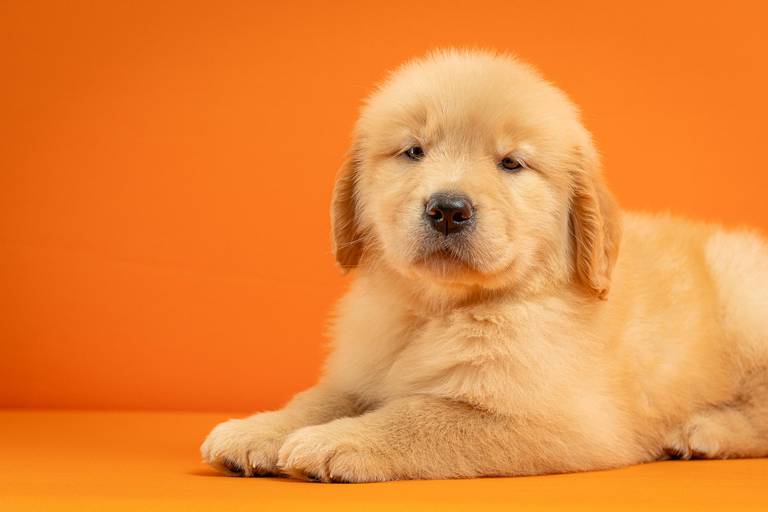 Fotografia de produtos Pet