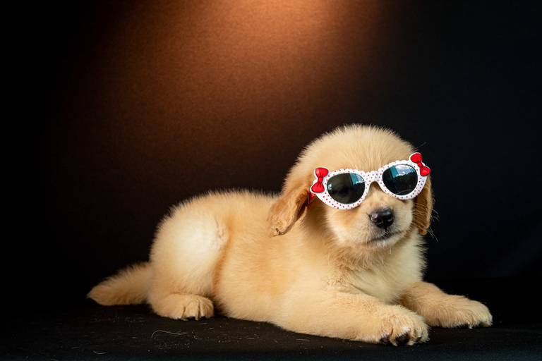 Fotografia de produtos Pet