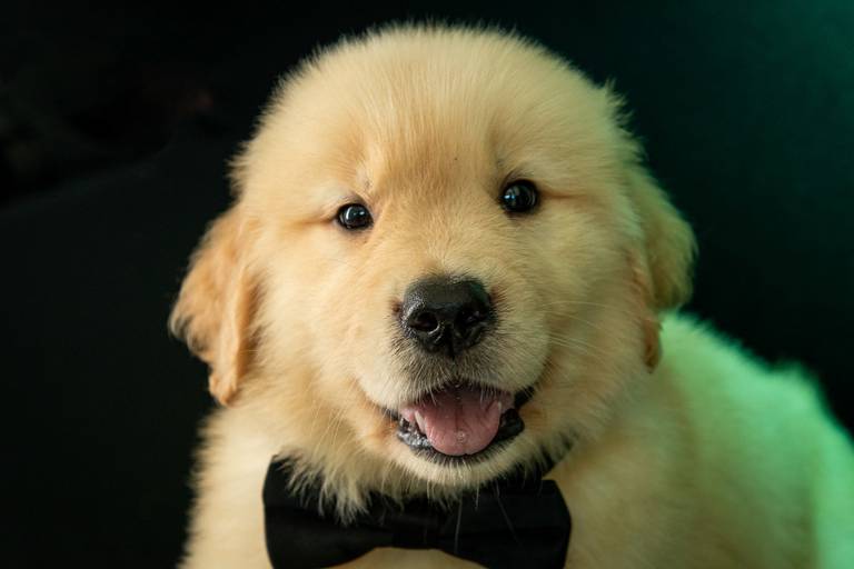 Fotografia de produtos Pet
