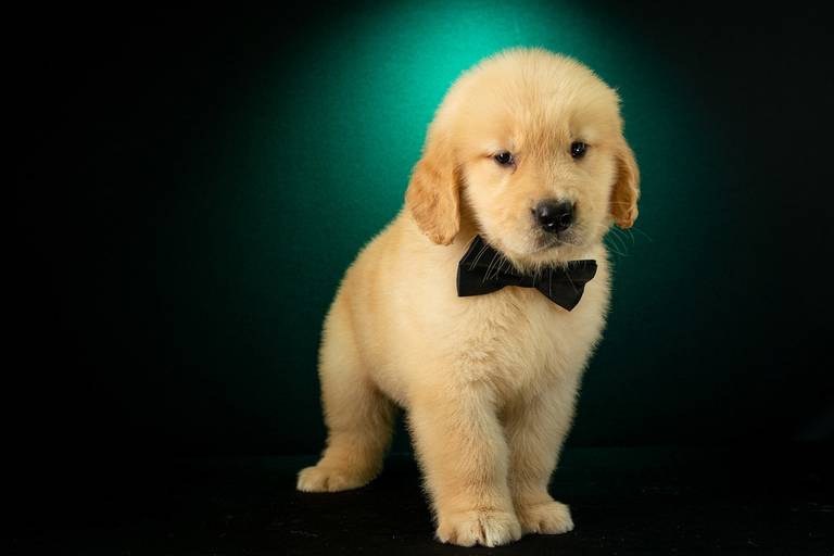 Fotografia de produtos Pet