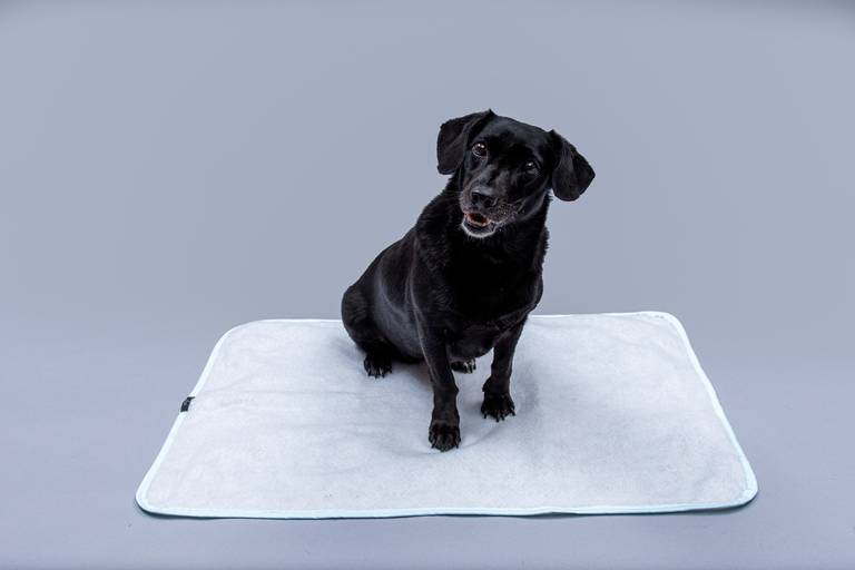 Fotografia de produtos Pet