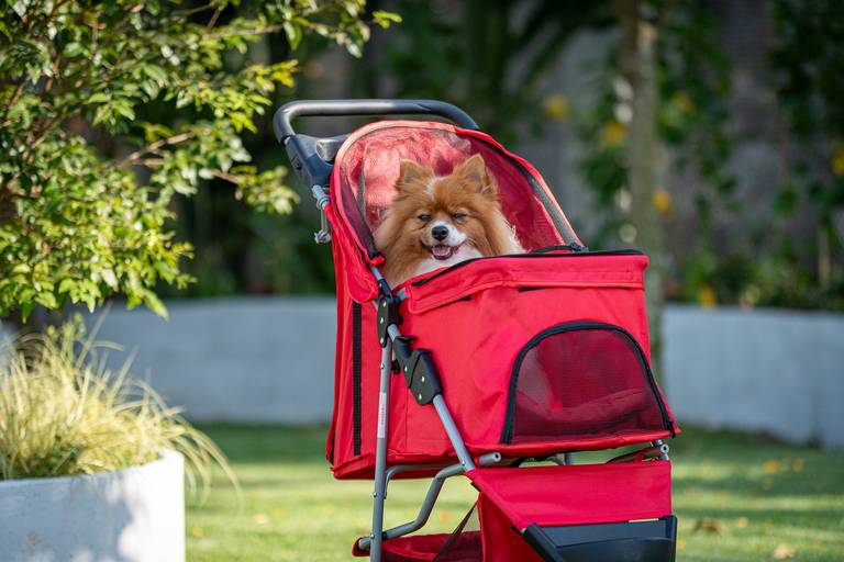 Fotografia de produtos Pet
