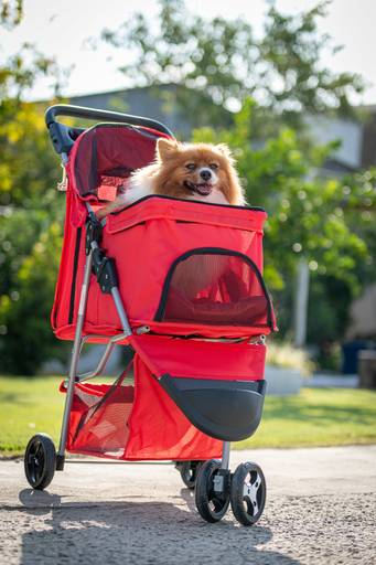 Fotografia de produtos Pet