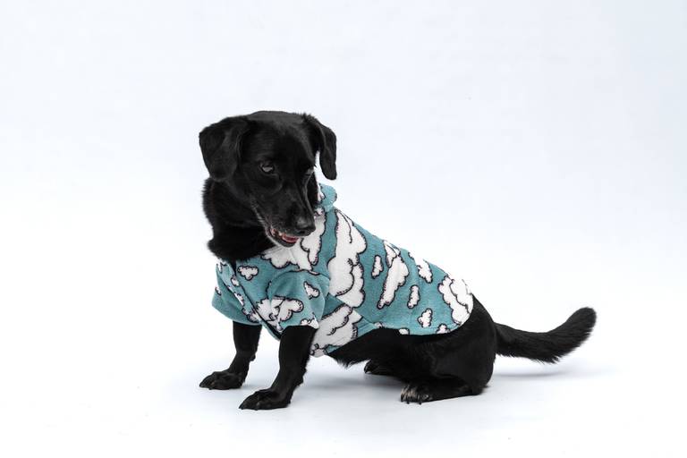 Fotografia de produtos Pet