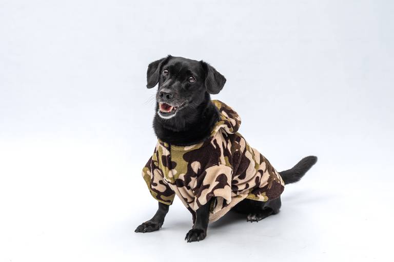 Fotografia de produtos Pet