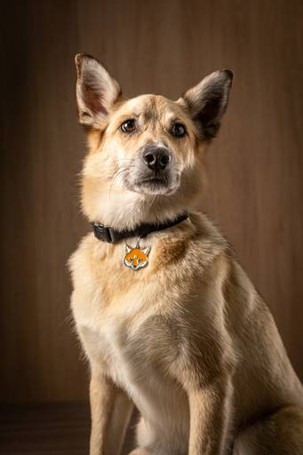 Fotografia de produtos Pet
