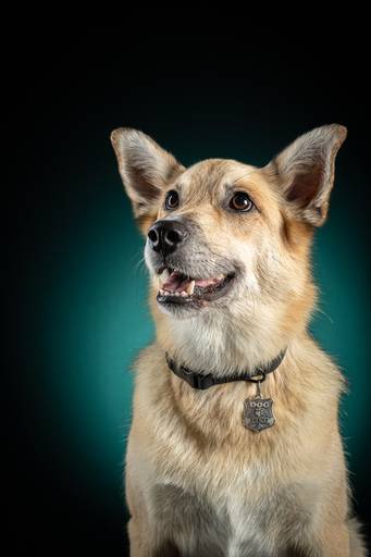 Fotografia de produtos Pet