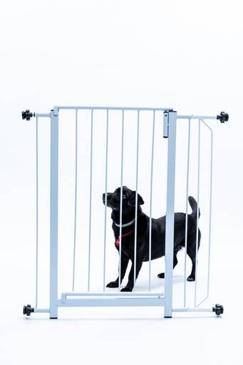 Fotografia de produtos Pet