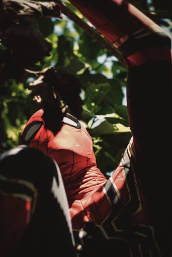 fotografia do homem aranha em uma arvore 
