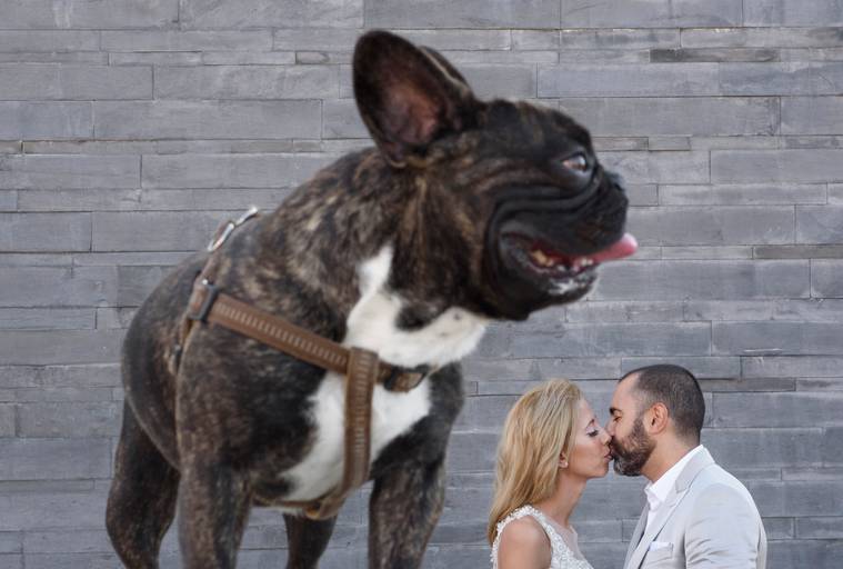 Casamento; Casar em Portugal; Noivos; Casal; Solteiros; Wedding Planner; Vestido de Noiva; Wedding Destination; Cheiro de Alecrim; Quinta do Eden, Casa de Abis; Fotografia de Casamento; Porto; Coimbra; Noivos; Bulldogue Francês; Wedding Photography