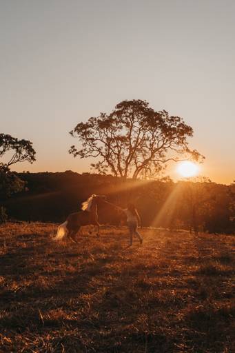 ensaio com cavalo