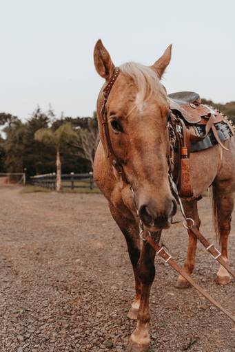 gestante fazenda cavalo