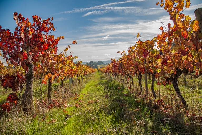 corredor de uma vinha no outono
