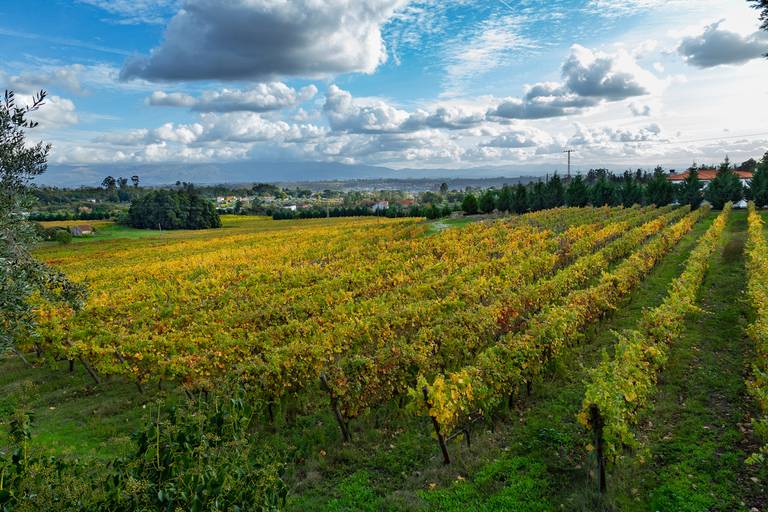 vinha do palácio dos condes de anadia