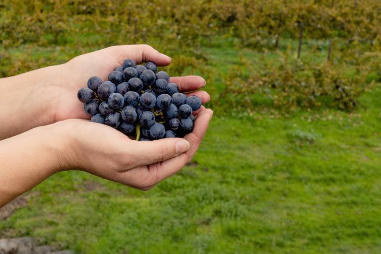fotografia de cacho de uvas