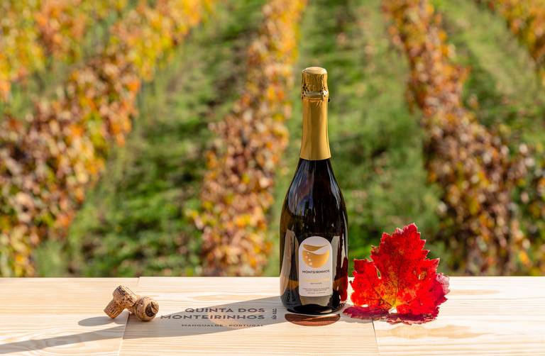 garrafa de vinho na vinha