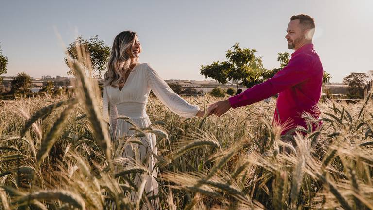 Holambra - Campo  de trigo