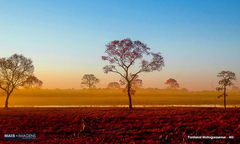 Pantanal - MS