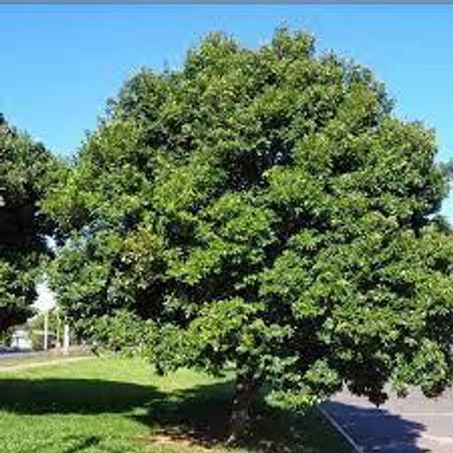 Muita sombra para dias de forte calor.