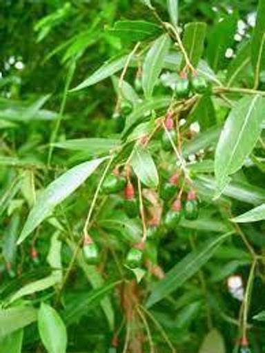 Nativa da mata atlântica.