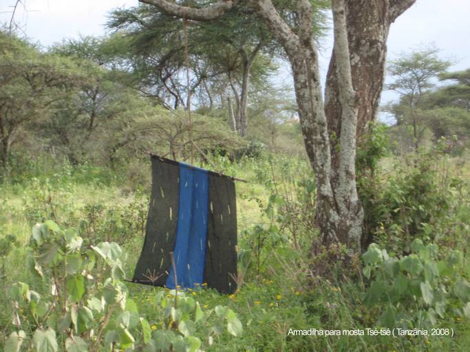 Armadilha para mosca Tsé-tsé (Tanzânia, 2008)