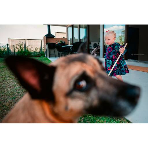 festa no rack, crianças com cachorros, bebes com cães, pasto alemão, vira-lata, vira lata e bebes, festinha em casa, festinha na quarentena